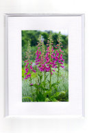 Foxgloves