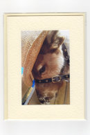 Reindeer & Hat