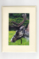 Reindeer