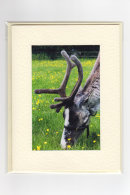 Reindeer