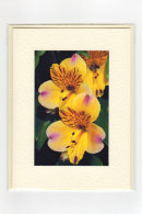 Alstromemeria