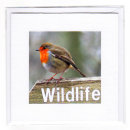 Wildlife Robin