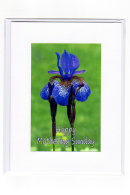 Mothering Sunday... Iris