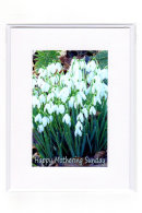 Mothering Sunday... Snowdrop