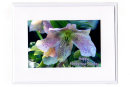 Mothering Sunday... Helleborus