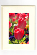 Easter... Tulip