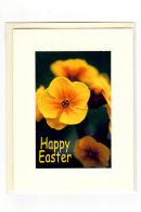 Easter... Polyanthus