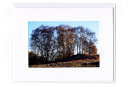 Tree Landscape