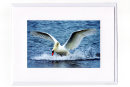 Mute Swan