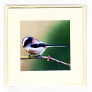 Long Tailed Tit