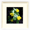 Winter Aconites