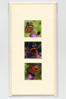Butterfly Collection