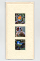 Garden Birds