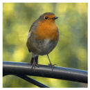 Robin