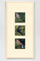 Thrush Collection