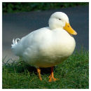 Farmyard Duck