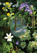 Wildflower Medley