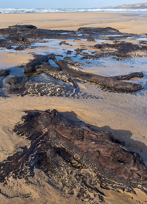 Submerged Forest - 5 - Freshwater West