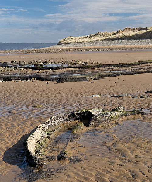 Submerged Forest - Whiteford Bay