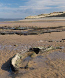 Submerged Forest - Whiteford Bay