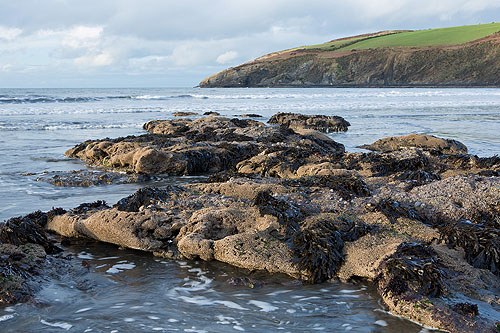 Honeycomb Worm Reef