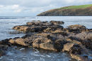 Honeycomb Worm Reef