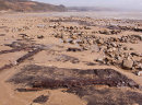 Submerged Forest - 2 - Wisemans Bridge
