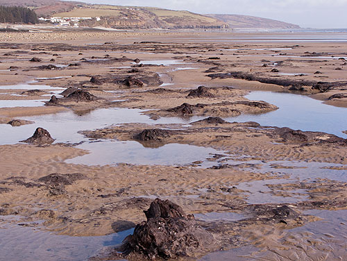 Submerged Forest -1 - Amroth