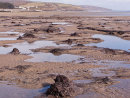Submerged Forest -1 - Amroth