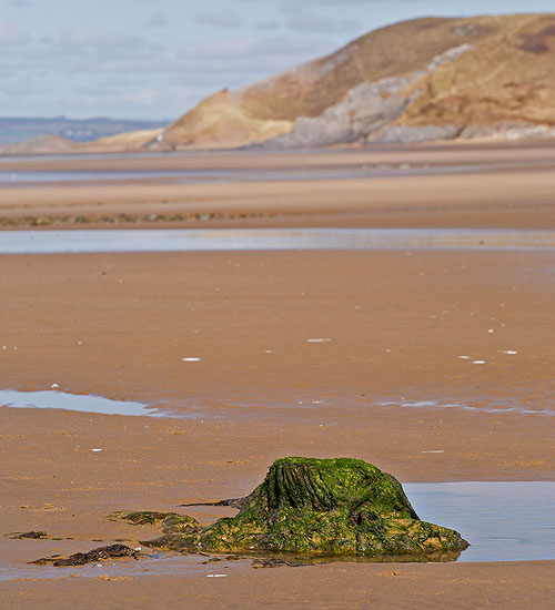 Submerged Forest - Broughton Bay