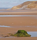 Submerged Forest - Broughton Bay