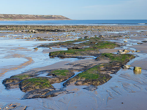 Submerged Forest - Port Eynon Beach