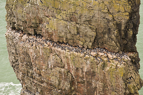 Guillemots / 'Palaeokast' Surface