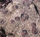 Trace Fossils - Beaconites