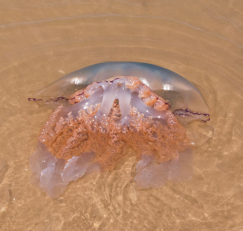 Barrel Jellyfish