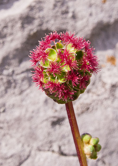 Salad Burnet