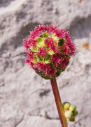 Salad Burnet