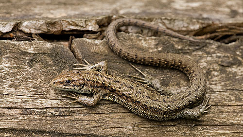 Common Lizard