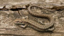 Common Lizard
