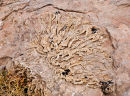 Coral Fossil