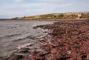 Musselwick