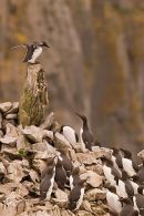 Guillemots
