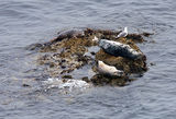 Atlantic Grey Seals