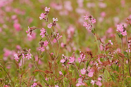 Red Campion