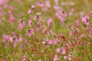 Red Campion