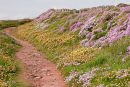 Spring Flowers