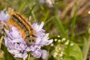 Caterpillar of the "Lackey Moth"