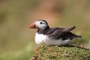 Fratercula Arctica
