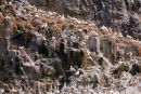 Gannet