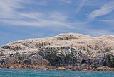 Grassholm Island